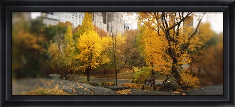 Framed Autumn trees in a park, Central Park, Manhattan, New York City, New York State, USA Print