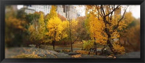Framed Autumn trees in a park, Central Park, Manhattan, New York City, New York State, USA Print