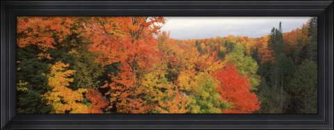 Framed Autumnal trees in a forest, Hiawatha National Forest, Upper Peninsula, Michigan, USA Print