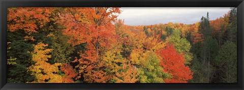 Framed Autumnal trees in a forest, Hiawatha National Forest, Upper Peninsula, Michigan, USA Print