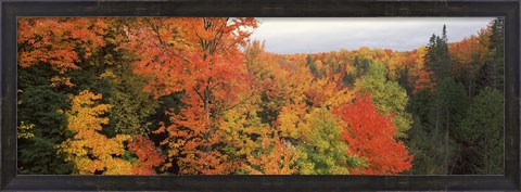Framed Autumnal trees in a forest, Hiawatha National Forest, Upper Peninsula, Michigan, USA Print