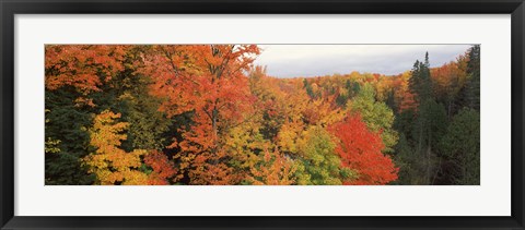 Framed Autumnal trees in a forest, Hiawatha National Forest, Upper Peninsula, Michigan, USA Print