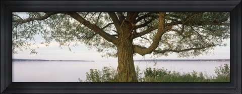 Framed Tree on a Lake, Wisconsin Print