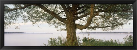 Framed Tree on a Lake, Wisconsin Print