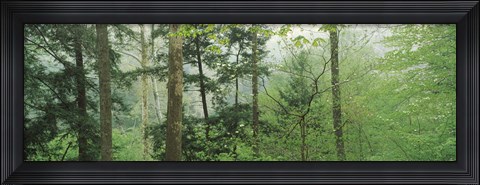 Framed Trees in spring forest, Turkey Run State Park, Parke County, Indiana, USA Print