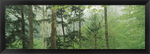 Framed Trees in spring forest, Turkey Run State Park, Parke County, Indiana, USA Print