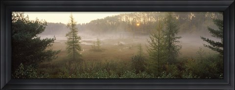 Framed Forest, Northern Highland-American Legion State Forest, Vilas County, Wisconsin, USA Print