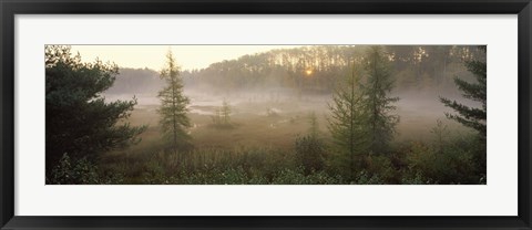 Framed Forest, Northern Highland-American Legion State Forest, Vilas County, Wisconsin, USA Print