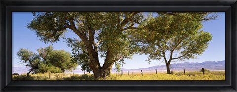 Framed Cottonwood trees in a field, Owens Valley, California, USA Print
