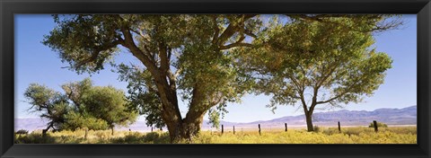 Framed Cottonwood trees in a field, Owens Valley, California, USA Print