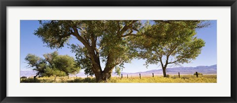 Framed Cottonwood trees in a field, Owens Valley, California, USA Print