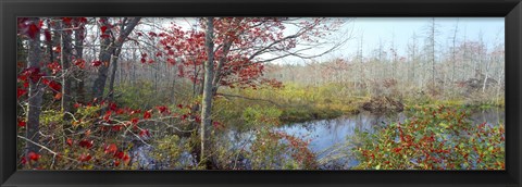 Framed Trees in a forest, Damariscotta, Lincoln County, Maine, USA Print