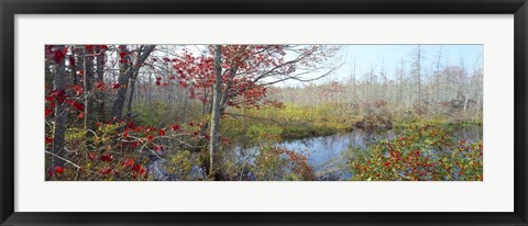 Framed Trees in a forest, Damariscotta, Lincoln County, Maine, USA Print