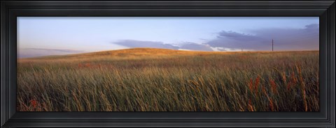 Framed Tall grass in a field, High Plains, Cheyenne, Wyoming, USA Print