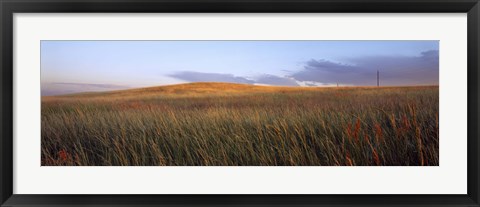 Framed Tall grass in a field, High Plains, Cheyenne, Wyoming, USA Print