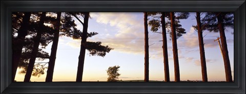 Framed Low angle view of pine trees, Iowa County, Wisconsin, USA Print
