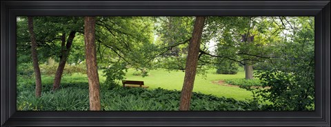 Framed Trees in a park, Adams Park, Wheaton, Illinois, USA Print