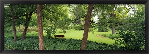 Framed Trees in a park, Adams Park, Wheaton, Illinois, USA Print