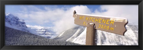 Framed Clark&#39;s Nutcracker (Nucifraga columbiana) perching on mountain sign, Mt. Kitchener, Jasper National Park, Alberta, Canada Print