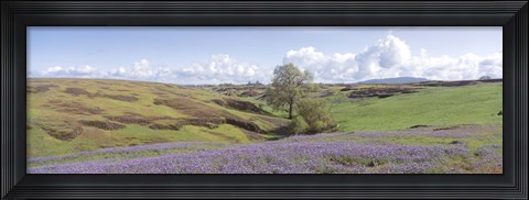 Framed Lupine field with mountain in the background, Table Mountain, Sierra Foothills, California, USA Print