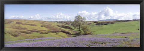 Framed Lupine field with mountain in the background, Table Mountain, Sierra Foothills, California, USA Print