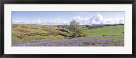 Framed Lupine field with mountain in the background, Table Mountain, Sierra Foothills, California, USA Print