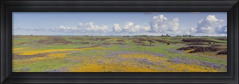 Framed Goldfield flowers in a field, Table Mountain, Sierra Foothills, California, USA Print