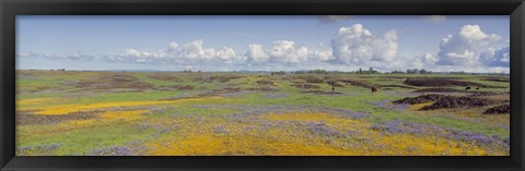 Framed Goldfield flowers in a field, Table Mountain, Sierra Foothills, California, USA Print