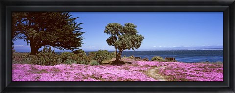 Framed Flowers on the beach, Pacific Grove, Monterey County, California, USA Print