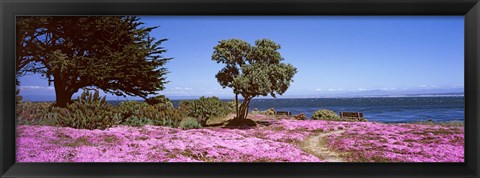 Framed Flowers on the beach, Pacific Grove, Monterey County, California, USA Print
