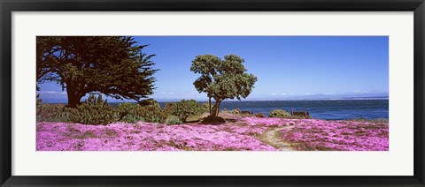 Framed Flowers on the beach, Pacific Grove, Monterey County, California, USA Print