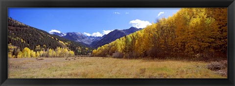 Framed Aspens on a Hilll, Aspen, Colorado Print