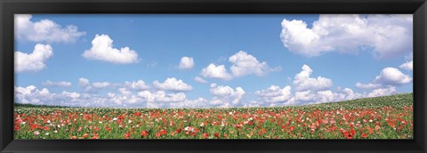 Framed Meadow flowers with cloudy sky in background Print