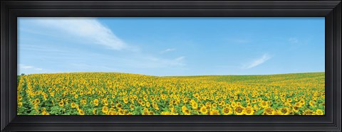 Framed Field of sunflower with blue sky Print
