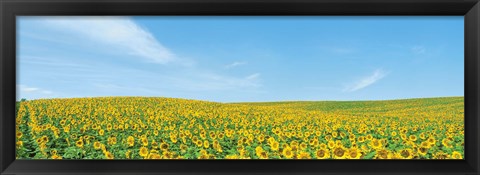 Framed Field of sunflower with blue sky Print