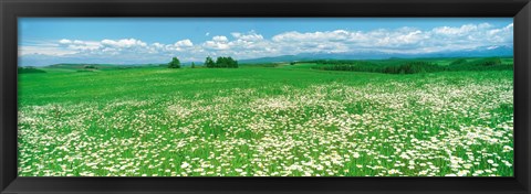 Framed Meadow flowers, Daisy field Print