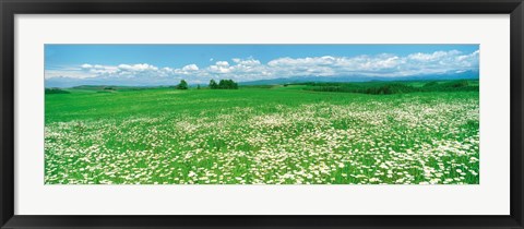 Framed Meadow flowers, Daisy field Print