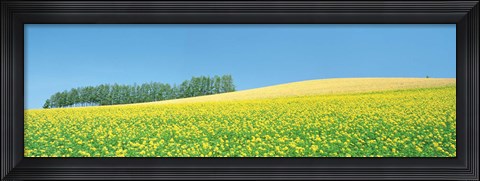 Framed Mustard field with blue sky in background Print