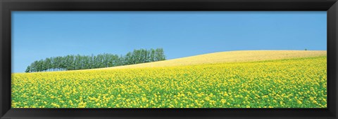 Framed Mustard field with blue sky in background Print