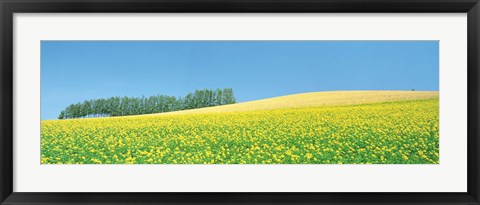Framed Mustard field with blue sky in background Print