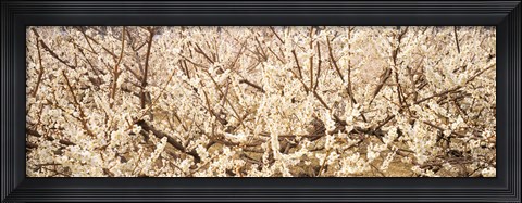 Framed Close up of flowering cherry tree Print