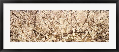 Framed Close up of flowering cherry tree Print