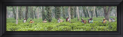 Framed Tea harvesting, Assam, India Print
