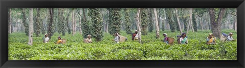 Framed Tea harvesting, Assam, India Print