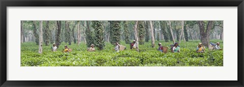 Framed Tea harvesting, Assam, India Print