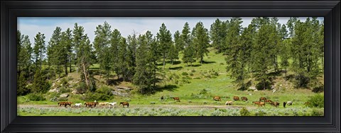 Framed Horses on roundup, Billings, Montana, USA Print