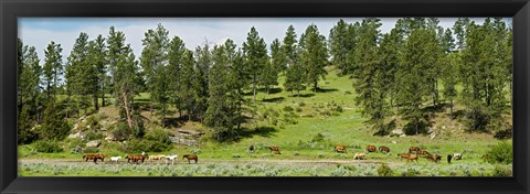 Framed Horses on roundup, Billings, Montana, USA Print