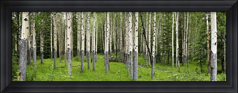 Framed Aspen Trees Banff, Alberta, Canada Print