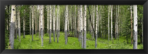 Framed Aspen Trees Banff, Alberta, Canada Print