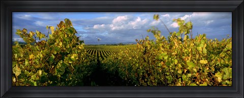 Framed Low angle view of vineyard and windmill, Napa Valley, California, USA Print